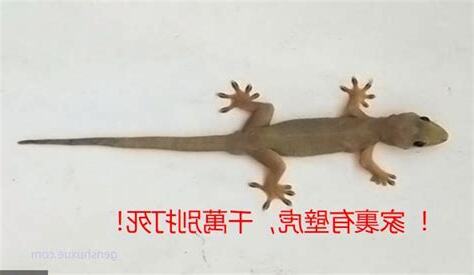 家中突然出現壁虎