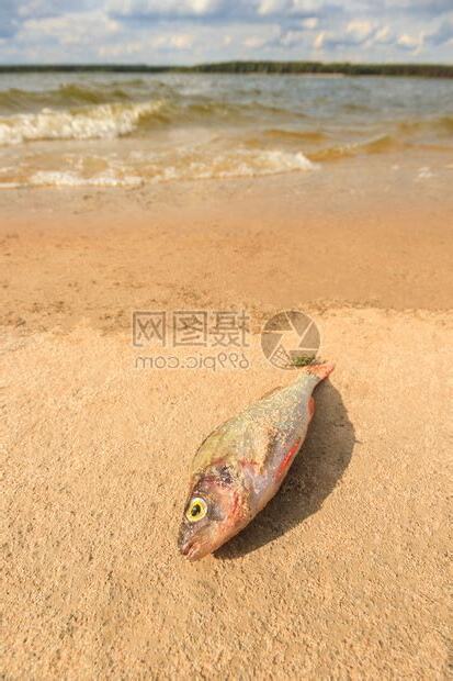 死掉的魚