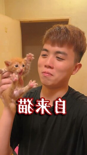 自来猫意思