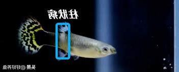 柱狀病ptt