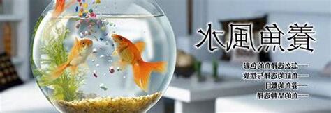 養魚要單數還是雙數