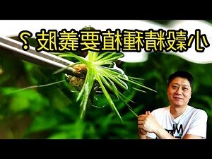 穀精水草