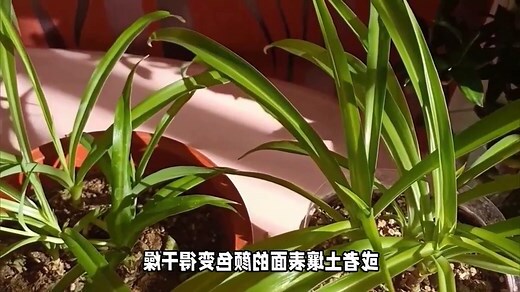 吊兰风水