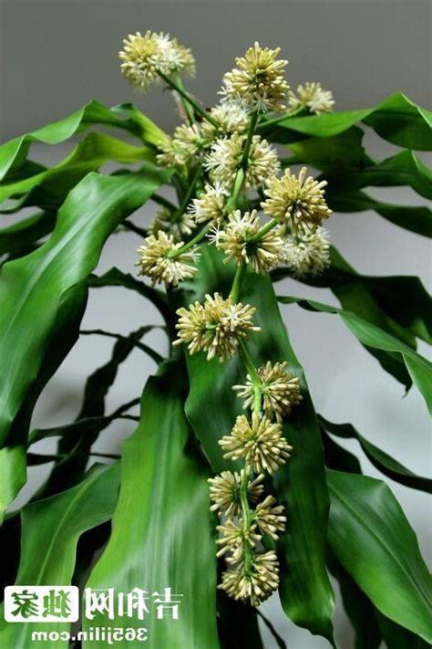 巴西鐵樹開花