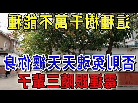 牆壁長樹