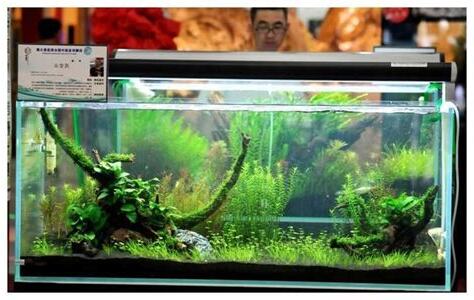 魚缸綠水好嗎