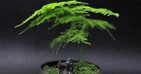 文竹盆栽风水