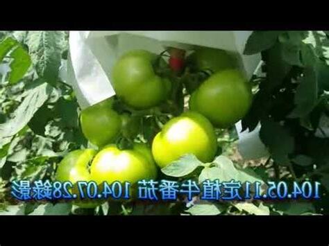 牛番茄屬性