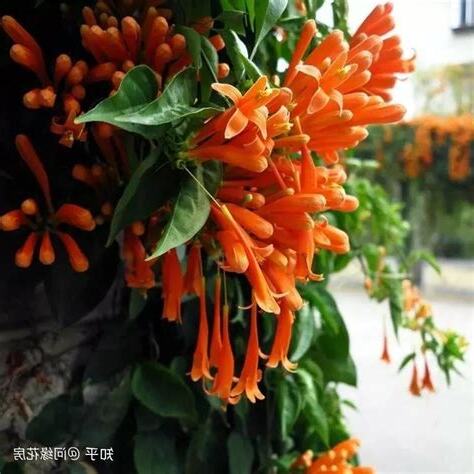 爬藤花