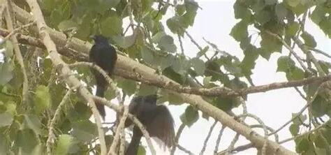 被鳥啄