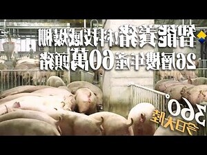 養豬大樓