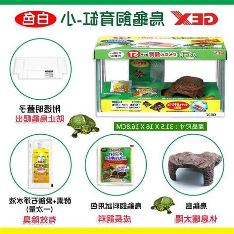小型烏龜