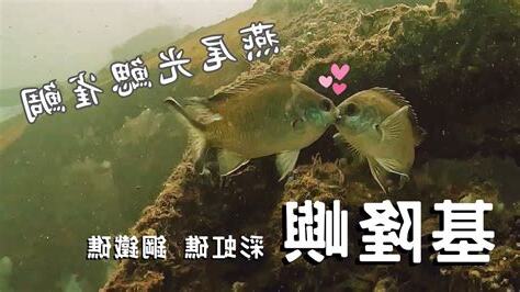 魚打架