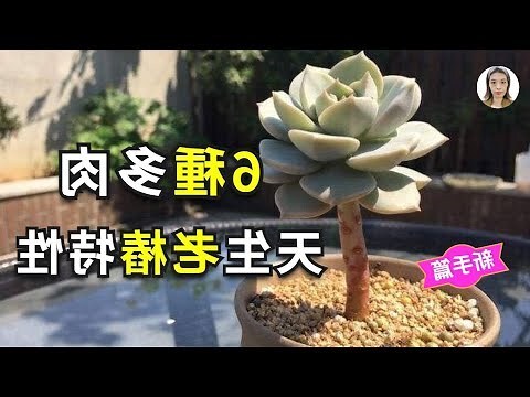 多肉植物风水