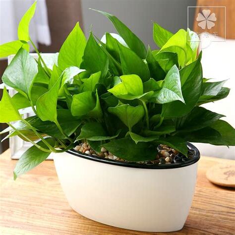 室內植物盆栽