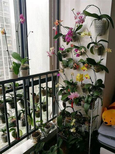蘭花牆