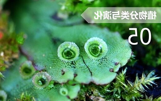 蔓生植物