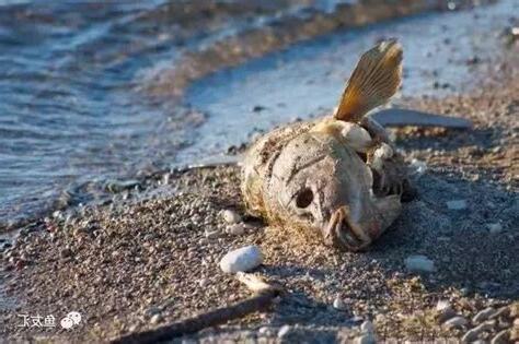 魚死了怎麼辦