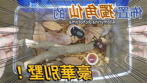 獨角仙飼養禁忌