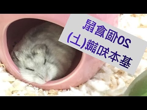 倉鼠圖片