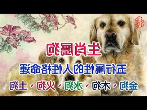 屬狗五行屬什麼