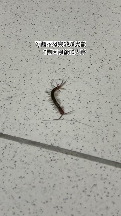 突然出現蜈蚣