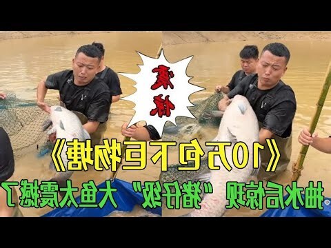 豬仔魚