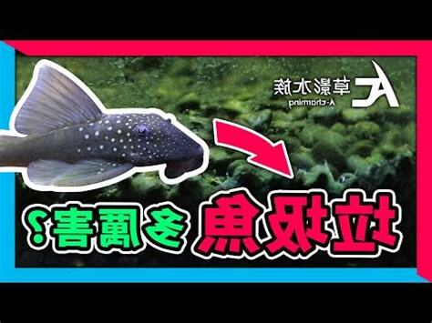 垃圾魚怎麼養