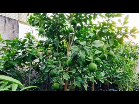 柚子樹有刺嗎