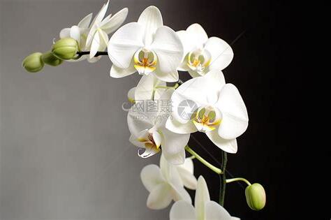 白色兰花