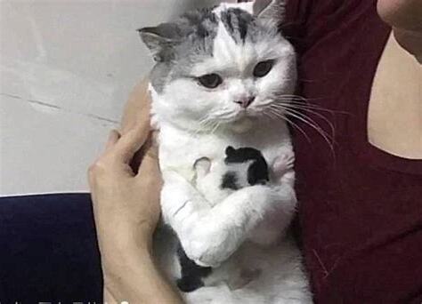 貓咪死掉禁忌