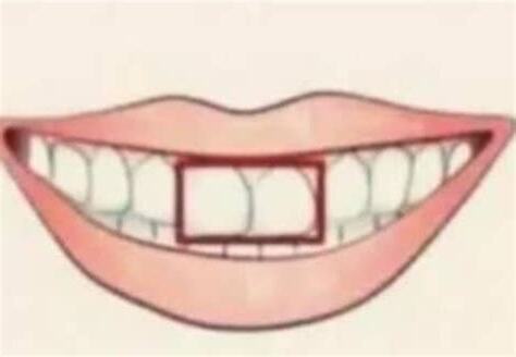 門牙作用