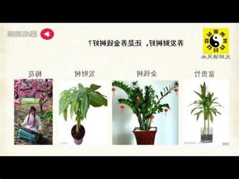吸財樹風水