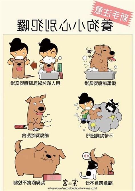 養狗注意事項