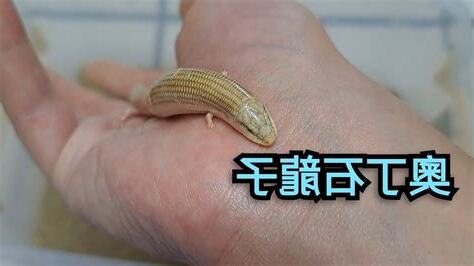 奧丁石龍子