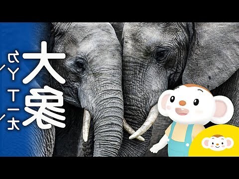 大象擺放位置
