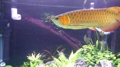 龍魚水温