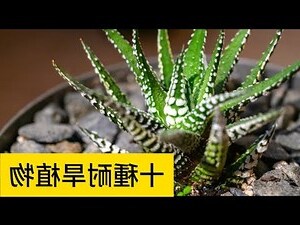 耐水植物