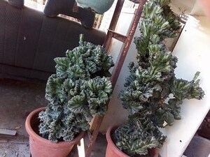 帝錦綴化
