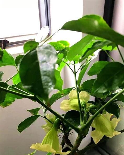 福樹開花