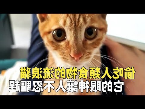貓跑進家裏
