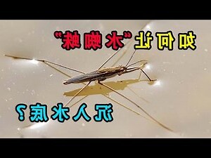 蜻蜓點水的目的