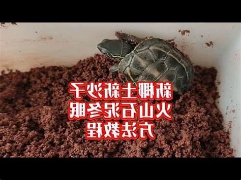土烏龜是