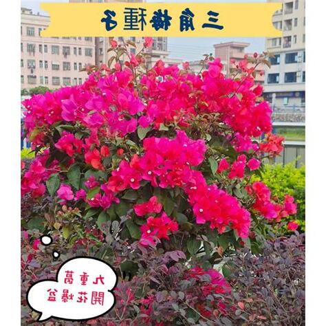 庭院可以種九重葛嗎