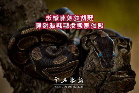 遇見蛇不要打