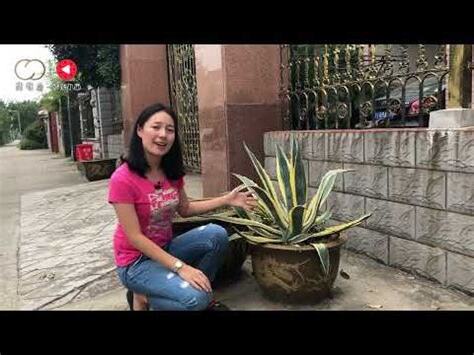 龍舌蘭風水