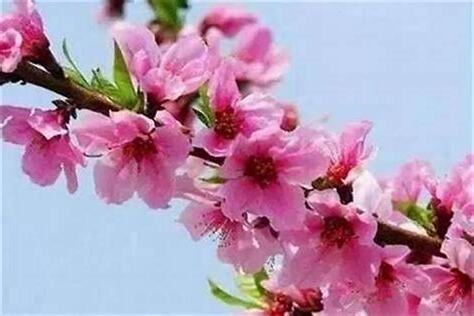旺桃花方法