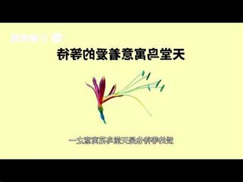 天堂鳥寓意