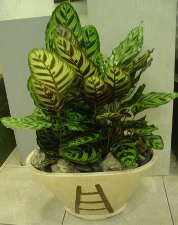 圓葉花竹