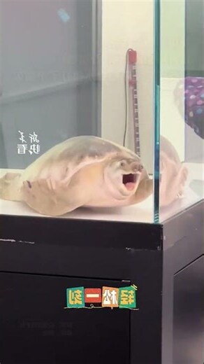 豬鼻龜壽命